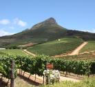 Giorno 7 (1 notte): Città del Capo - Vigneti