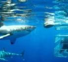 Giorno 8: Gaansbai – Shark Diving – Tour in Inglese