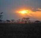 Giorno 3: Lake Manyara – Serengeti National Park ( 1 notte )