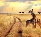 Giorno 4-5: Serengeti National Park (2 notti)