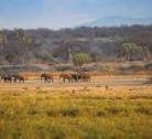 Giorni 5-6-7 (3 notti): Selous Game Reserve - Ruaha National Park