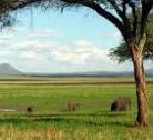 Giorno 1: Arusha – Tarangire National Park – 145 km 7 3h30 circa
