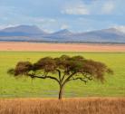 Tarangire