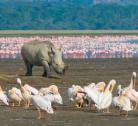 Giorno 1 (1 notte): Nairobi - Lake Nakuru National Park