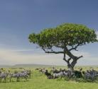 Ngorongoro Crater - Serengeti