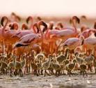 Lake Natron