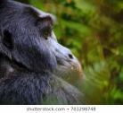 Giorno 9: Foresta di Bugoma – Kibale