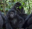 Giorno 13: Il trekking dei gorilla di montagna