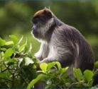 Giorno 4 (1 notte): Trekking Chimpanzee a Budongo