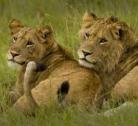Giorno 6 (1 notte): Queen Elisabeth National Park