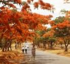 Giorno 13: Mfuwe - Lilongwe: Termine del Tour (ALTERNATIVAMENTE: Mfuwe - Lusaka e termine il giorno successivo)