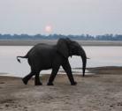 Giorno 6: Lusaka - Mfuwe (South Luangwa National Park)