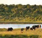 Hwange National Park