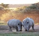 Khama Rhino Sanctuary