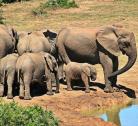Kruger Private Game Reserve