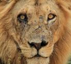 Kruger National Park