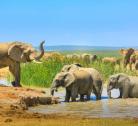 Addo Elephant NP