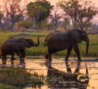 Giorni 4 - 5: Moremi Wildlife Reserve