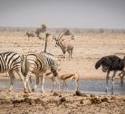 Giorno 09-10: Etosha Ovest