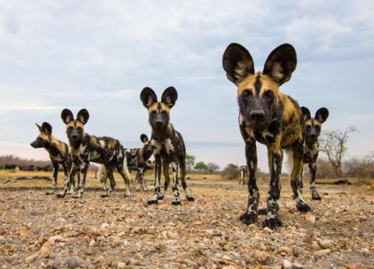 Tanzania - I parchi del sud