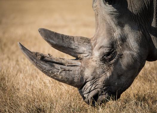 Sud Africa - Madikwe & Cape Town