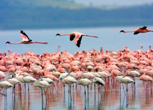 Kenya - I grandi laghi, Amboseli e il Masai Mara