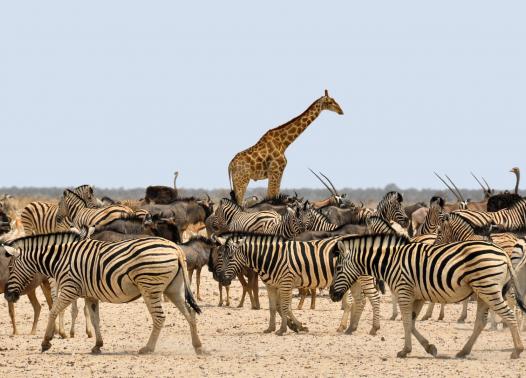 Affascinante Namibia - Self drive 4X4 1