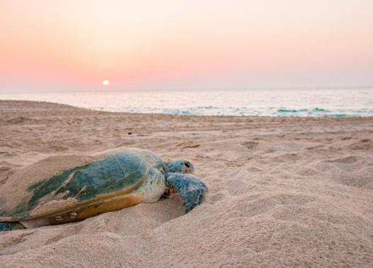 Oman - dalle montagne alla spiaggia 1