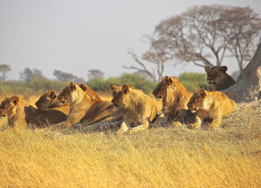 Botswana Lion Safari - Camping Safari 1