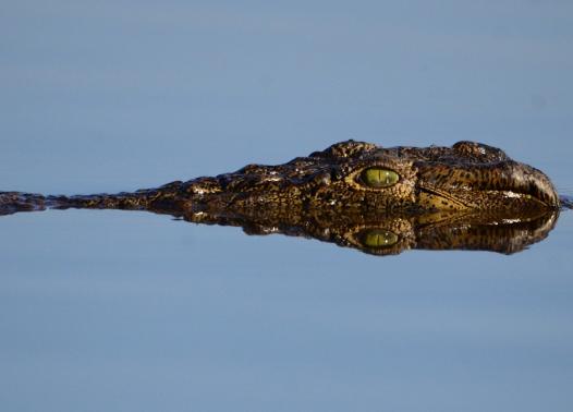 Highlights of Botswana - Safari in campo mobile 1
