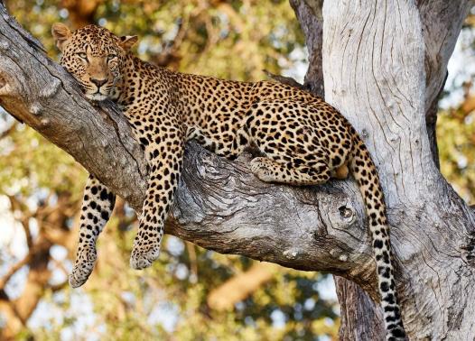 Botswana Leopard Safari - Camping Safari 1