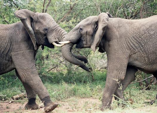 Sud Africa - Self drive tra Kruger, Swaziland e Natal 1