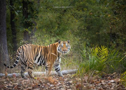 India - Nel regno della tigre