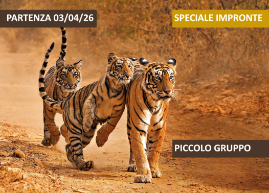 Focus: gli occhi della Tigre