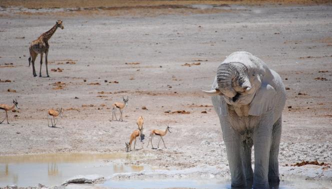 Namibia Himba e deserti