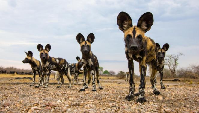 Tanzania - I parchi del sud