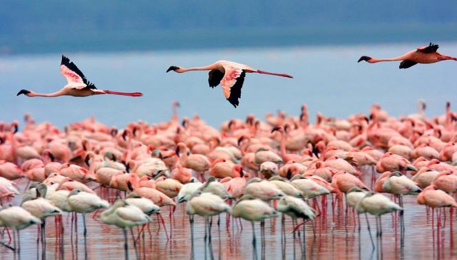 Kenya - I grandi laghi, Amboseli e il Masai Mara