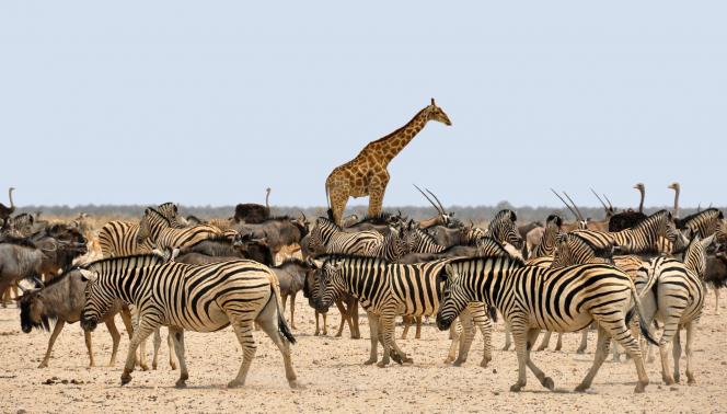 Affascinante Namibia - Self drive 4X4 1