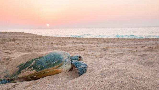 Oman - dalle montagne alla spiaggia 1