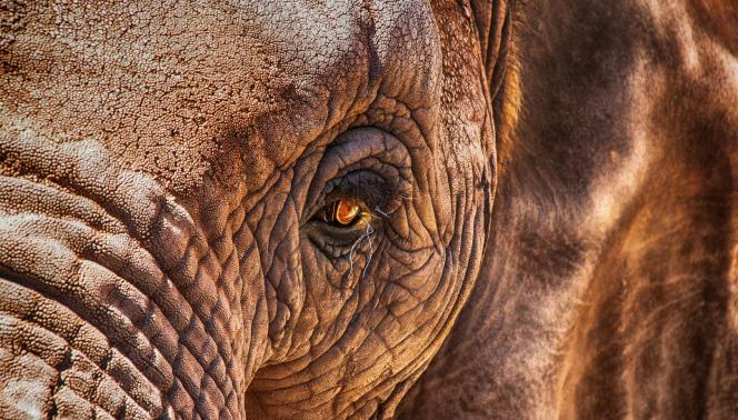 Botswana Elephant Safari - Camping Safari 1