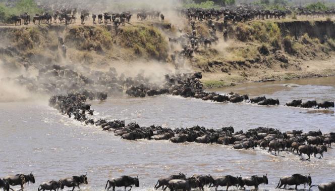 La Migrazione dal Masai Mara al Serengeti 1