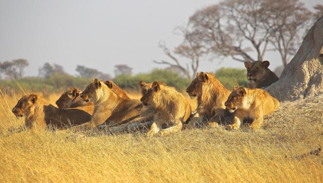 Botswana Lion Safari - Camping Safari 1