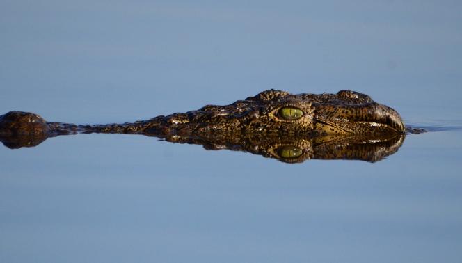 Highlights of Botswana - Safari in campo mobile 1