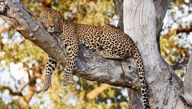 Botswana Leopard Safari - Camping Safari 1