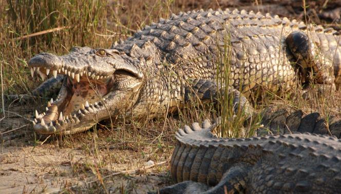 BOTSWANA OKAVANGO & WILDLIFE