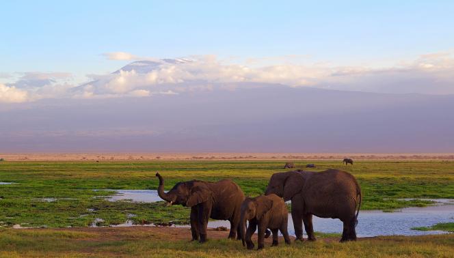 Elefanti Amboseli