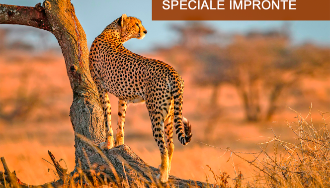 Kenya - Safari Masai Mara