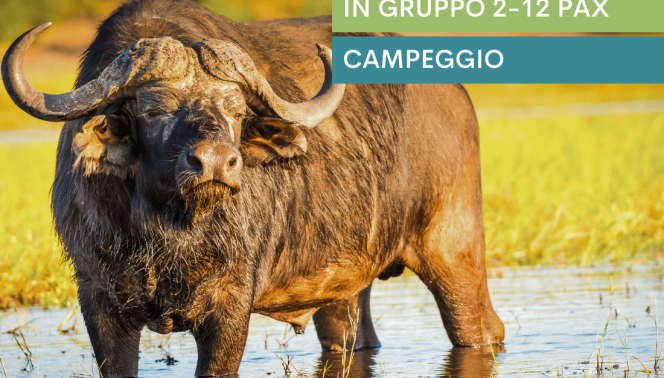 Buffalo Safari