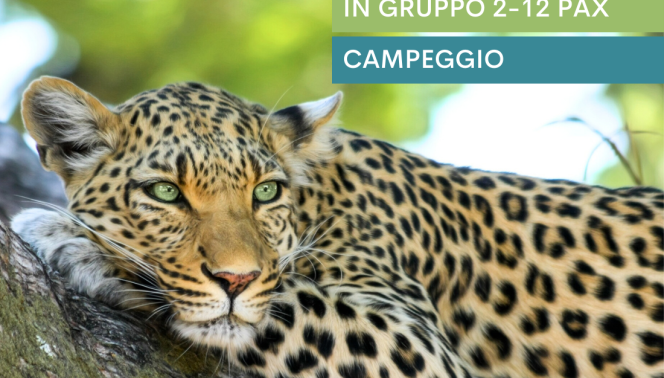 Leopard Safari
