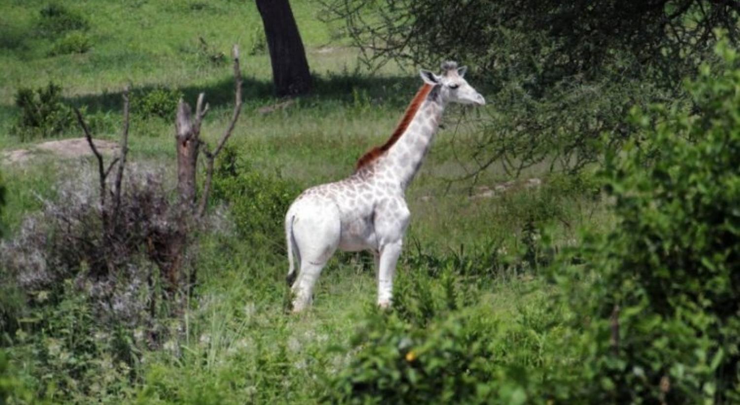 Rara Giraffa bianca